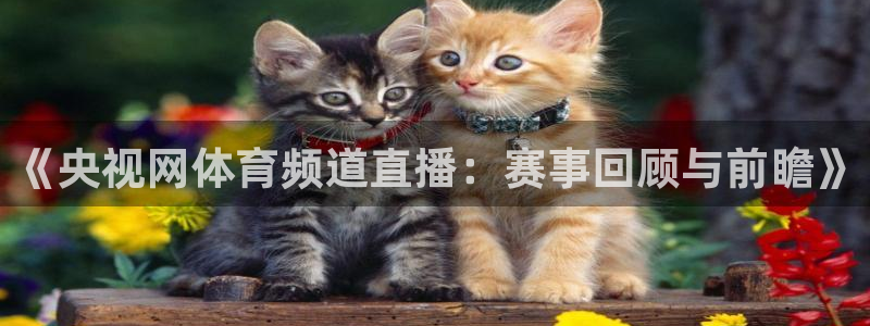 《央视网体育频道直播：赛事回顾与前瞻》