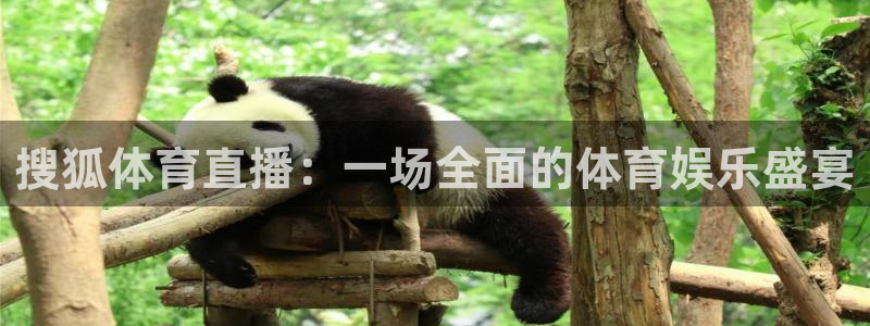搜狐体育直播：一场全面的体育娱乐盛宴